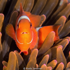 Tomato clownfish with parasite by Rudy Janssen 